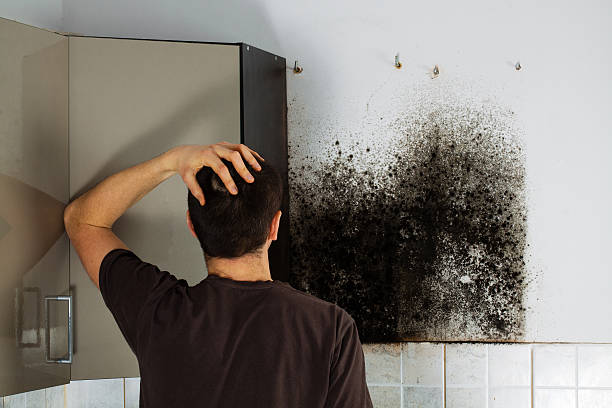 Mold Testing and Removal in Arlington, TN